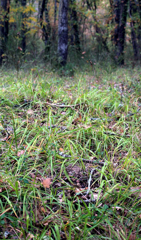 Herbe et forêt