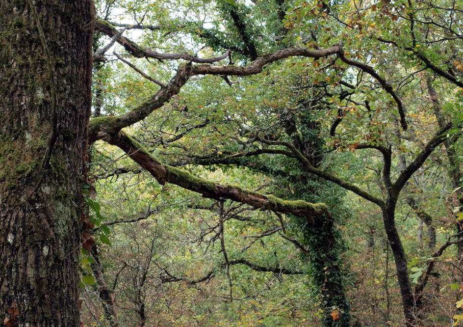 la forêt entrelacée