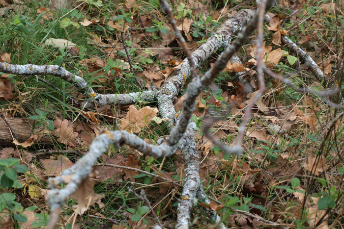 Zoom branche forêt