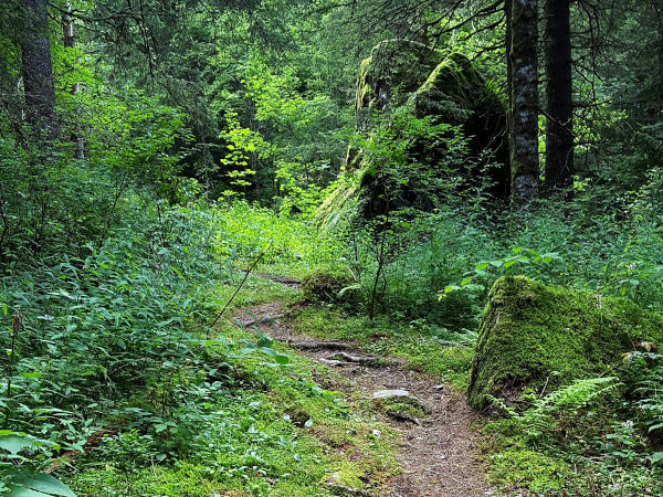 Dans la forêt, domaine de Beldina